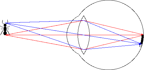 eye focusing on an ant